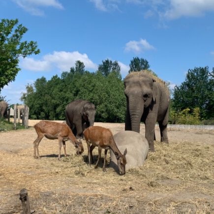 De 3 leukste dierentuinen in Brabant