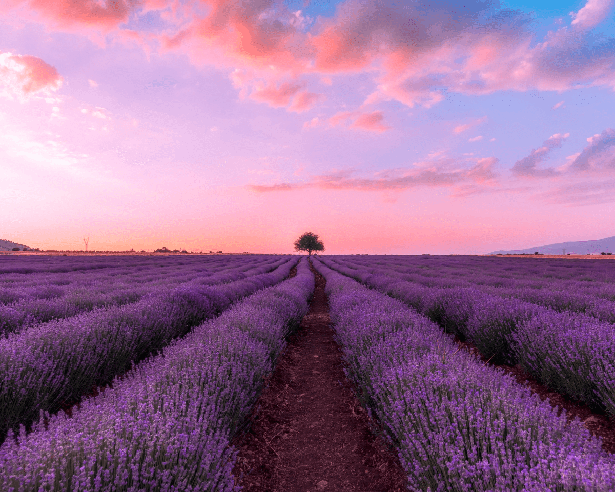 lavender essential oils